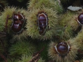 Figure 3: Chestnut Castanea sativa fruits